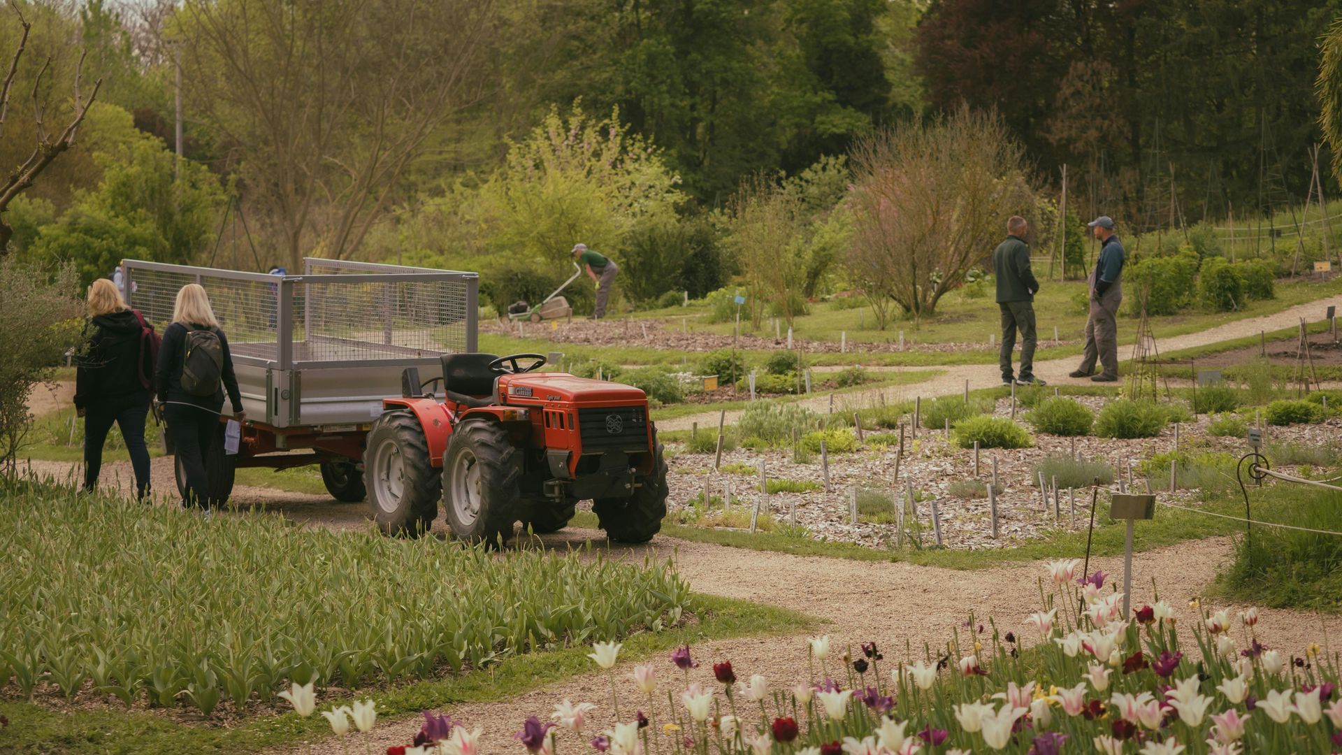 Two people with a red tractor in a flower field, with workers in the background