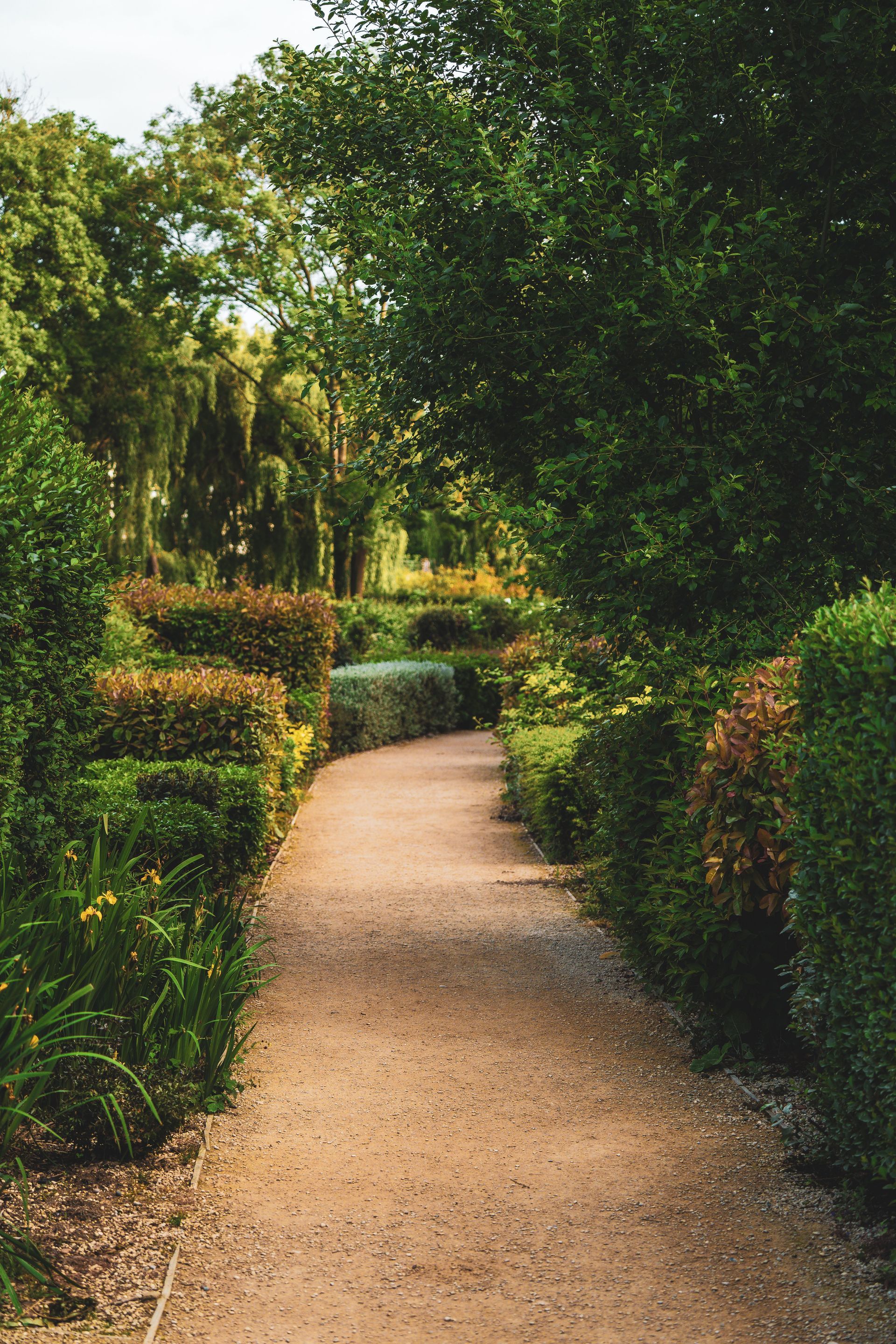 Curved gravel path through a lush green garden with flowering hedges and tall trees