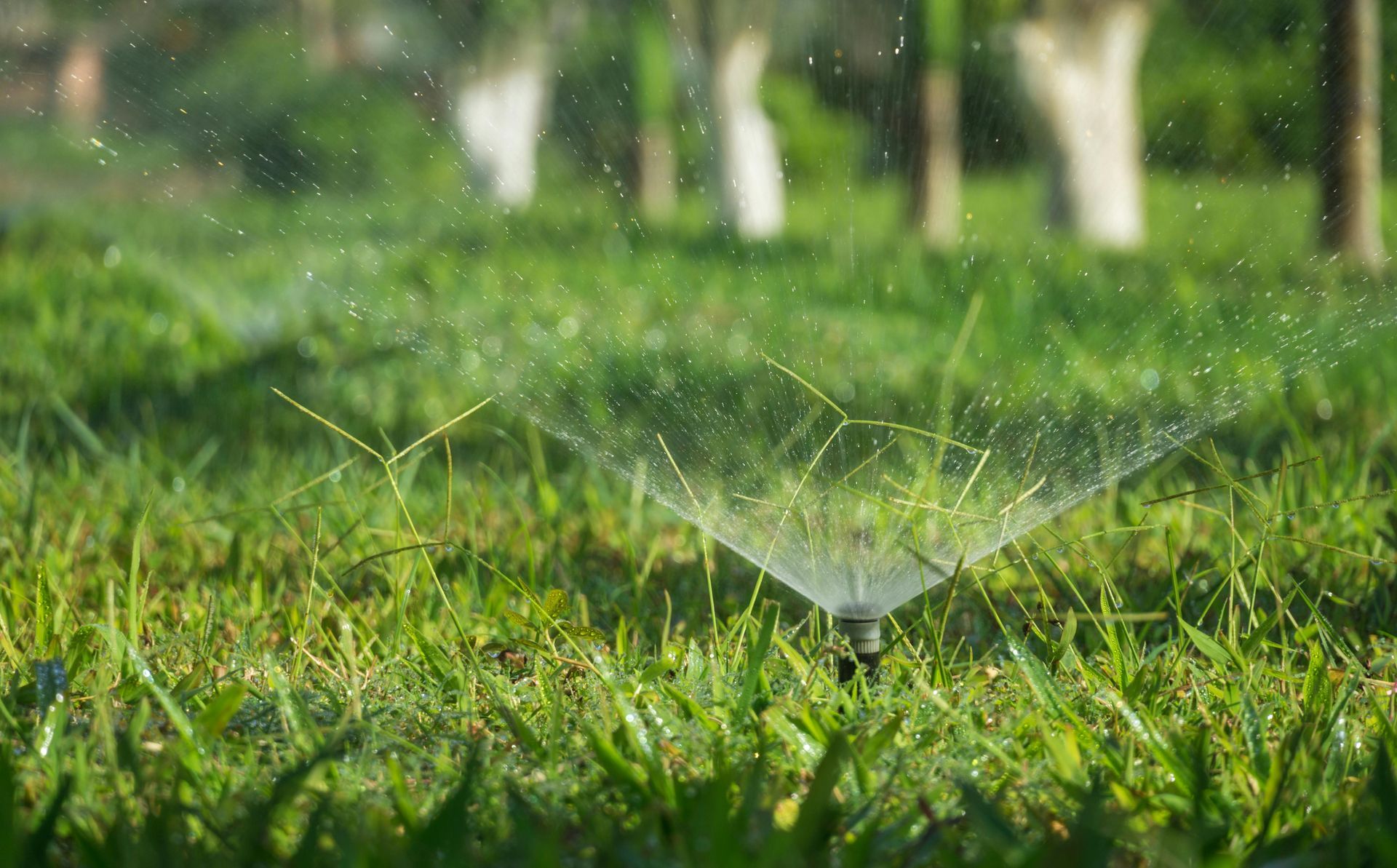 Sprinkler watering green grass in a yard; trees are blurred in background.