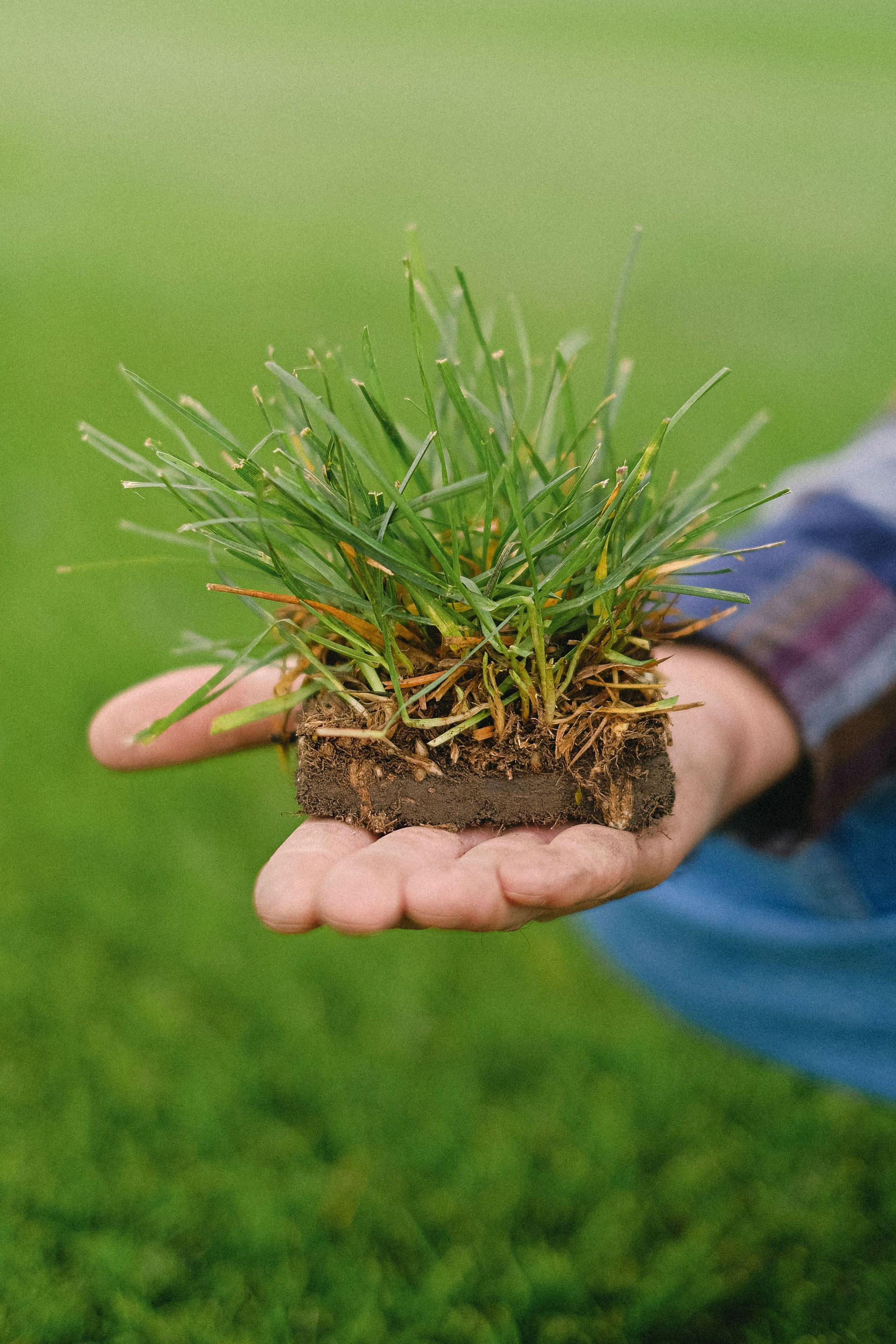 Hand holding a small grass clump with roots and soil over a green lawn