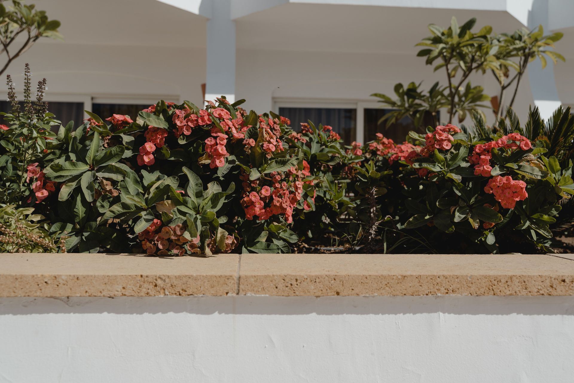 Flowering shrubs with red and pink blooms in a landscaped garden bed beside a white house.