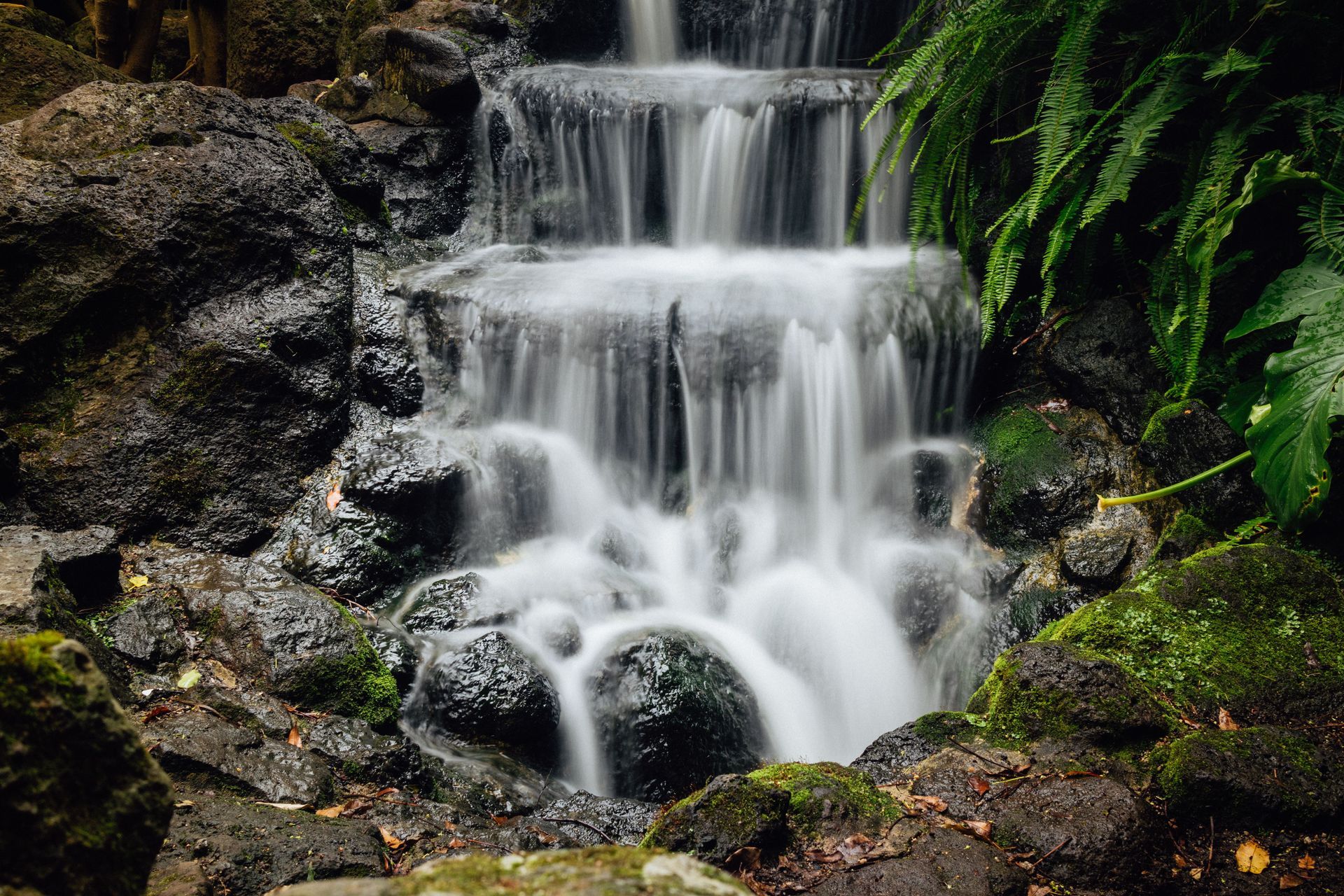 Small waterfall cascading over mossy rocks in a lush forest