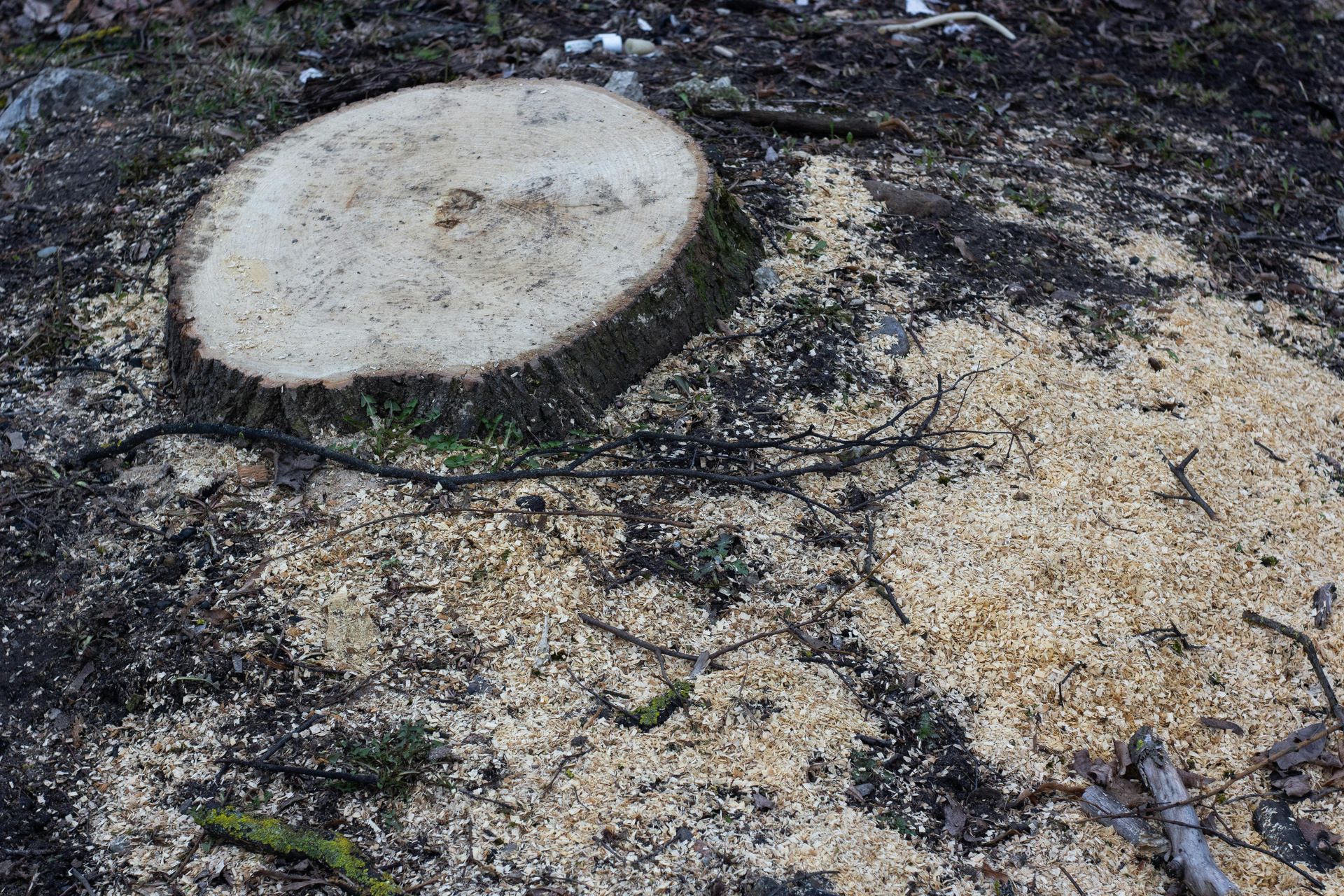 Two pale tree stumps in a forest floor covered with dark moss and sawdust