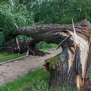 Emeregency Tree Removal