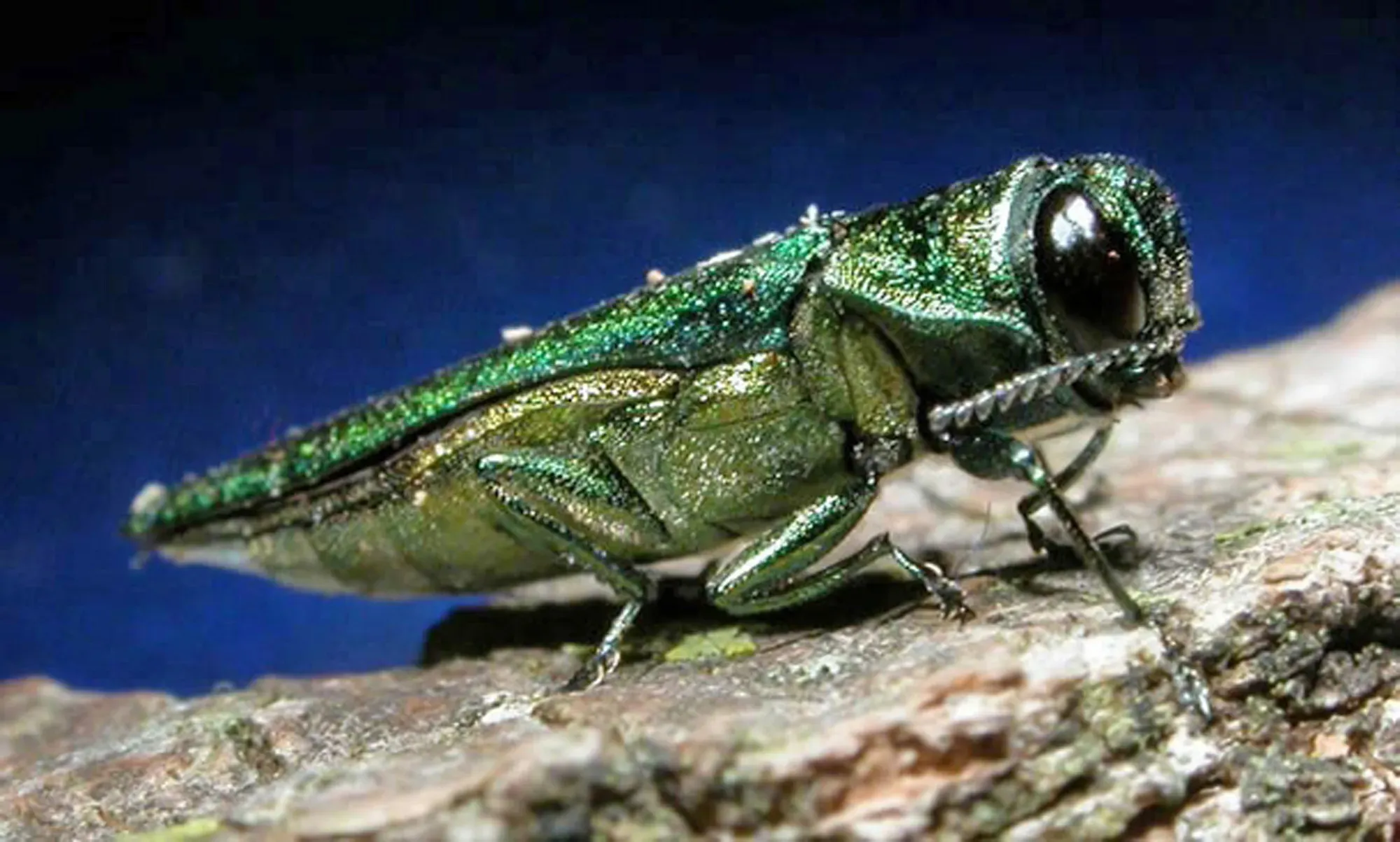 Invasive Intruders Unveiling the Top Three Insect Species Impacting