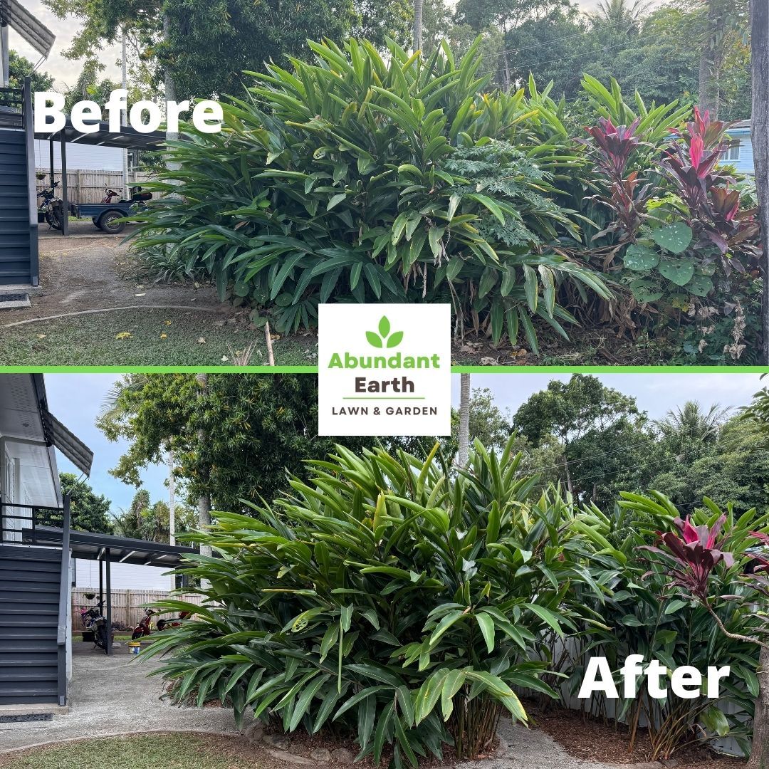 Before-and-after landscape trim of a lush green shrub with pink flowers in a yard.