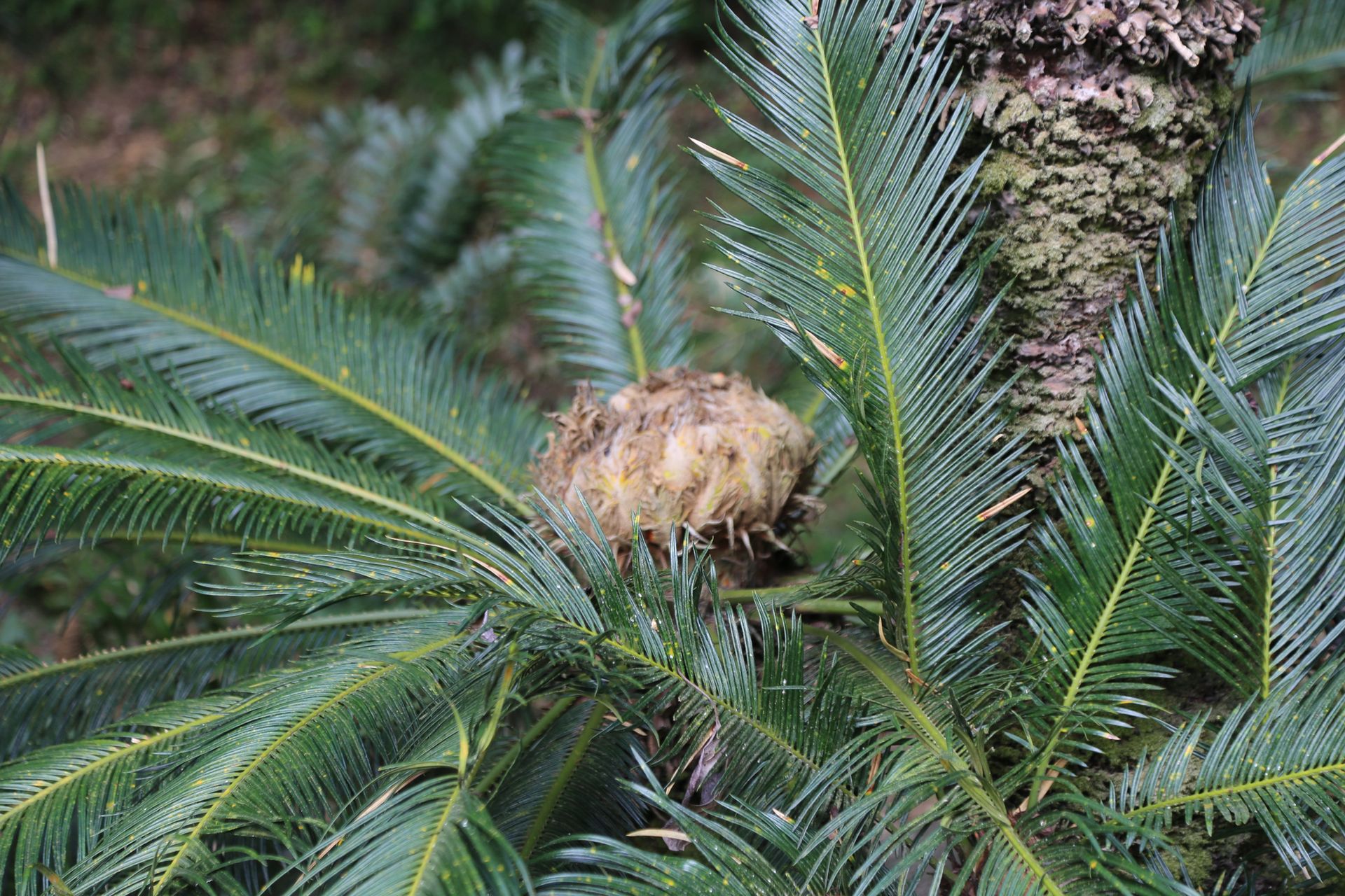 A pine tree branch with green needles and a pine cone in the center