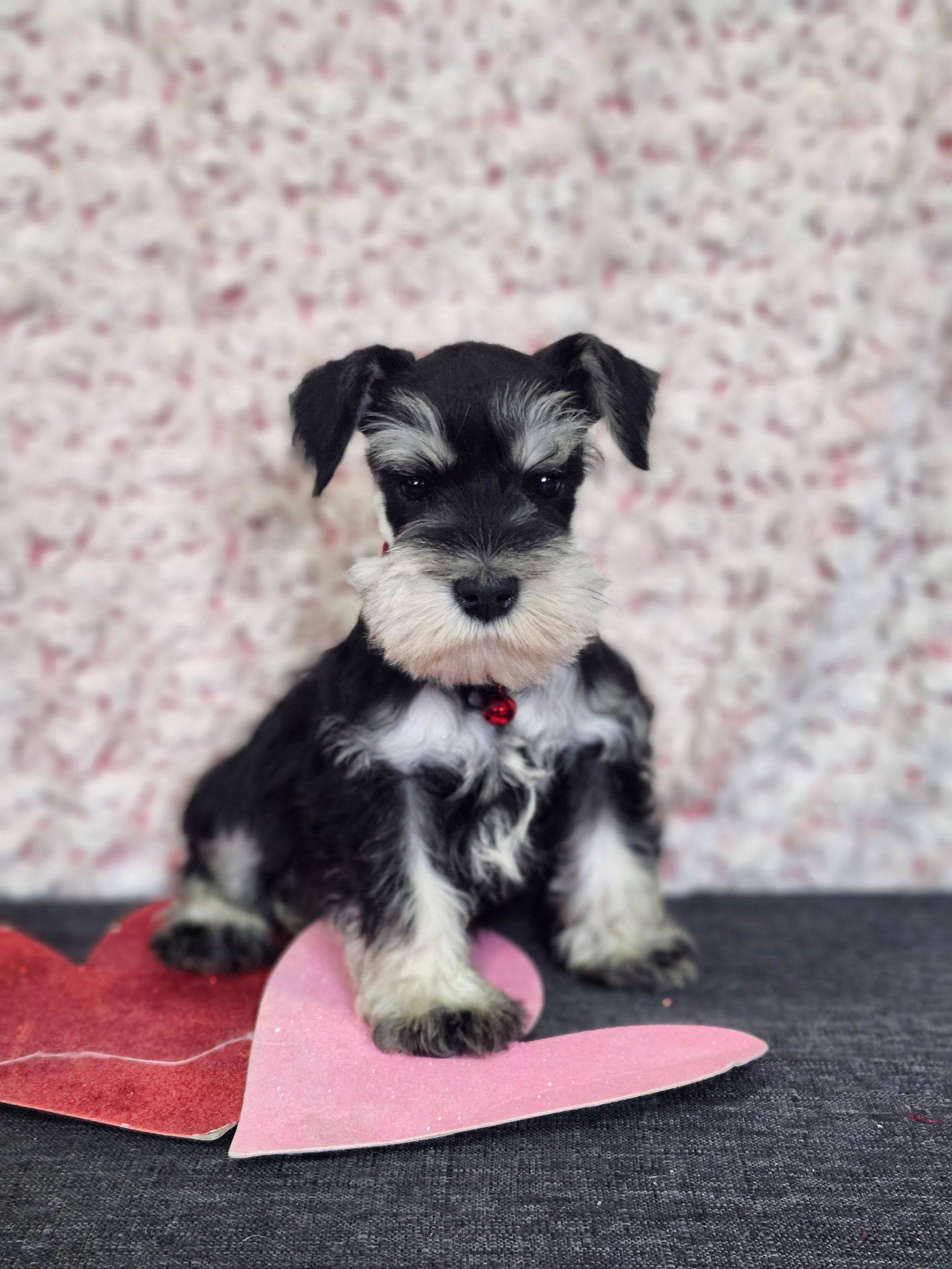 A black and white miniature schnauzer puppy sits on a gray surface in front of red and pink paper hearts.