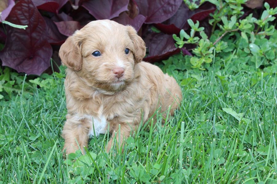 Brown puppy with curly fur sitting in green grass.