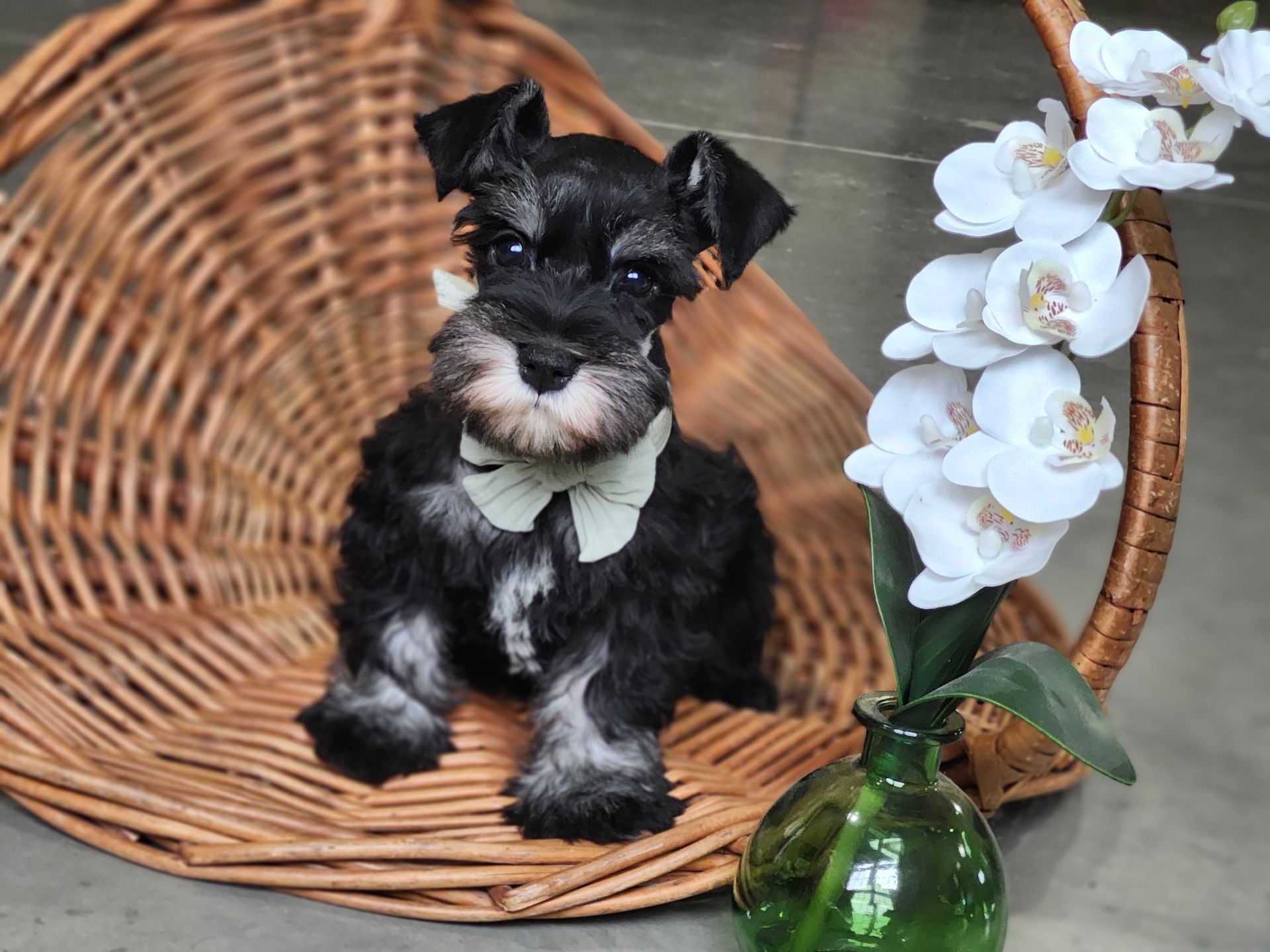 A small black and silver schnauzer puppy with a light green bow tie sits in a wicker basket near white orchid flowers.