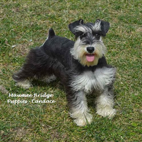 Tan puppy with white markings sits in green grass near purple foliage.