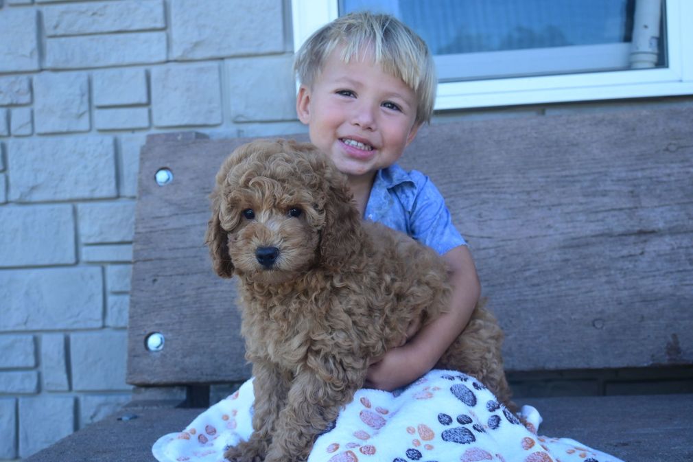 Smiling child hugging a brown curly-haired puppy on a porch bench