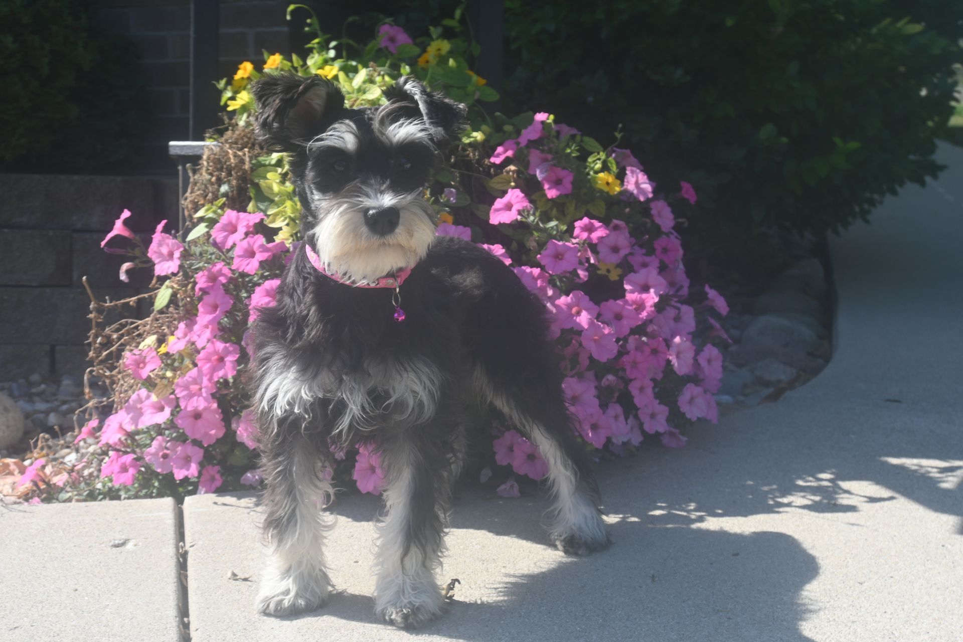 A small black and white Miniature Schnauzer stands on a sidewalk in front of a bush filled with bright pink flowers.