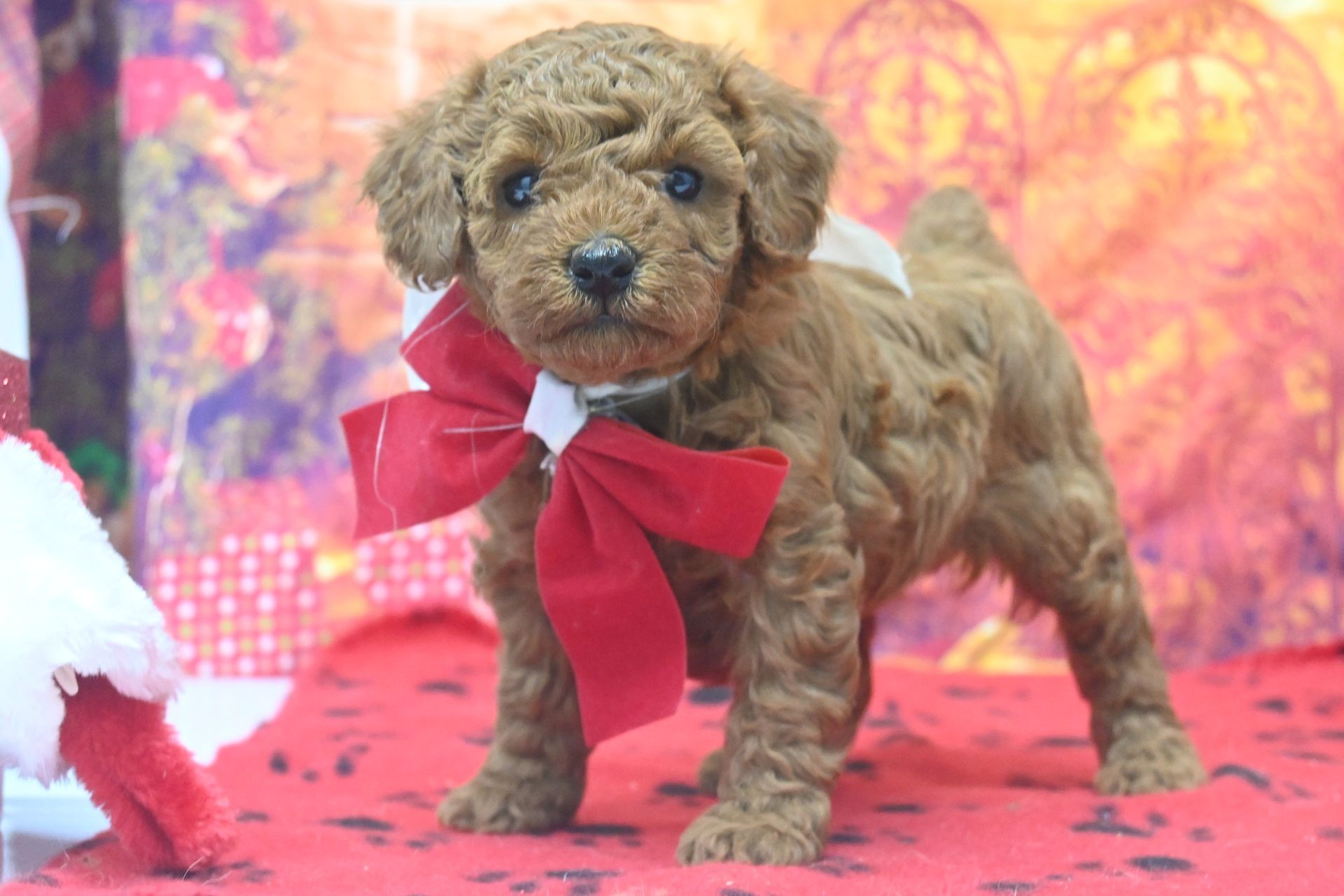 A small, brown poodle puppy sits in a flower pot filled with colorful flowers.
