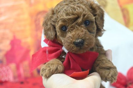 Brown toy poodle puppy wearing a yellow collar with a bell, held in someone's hands.