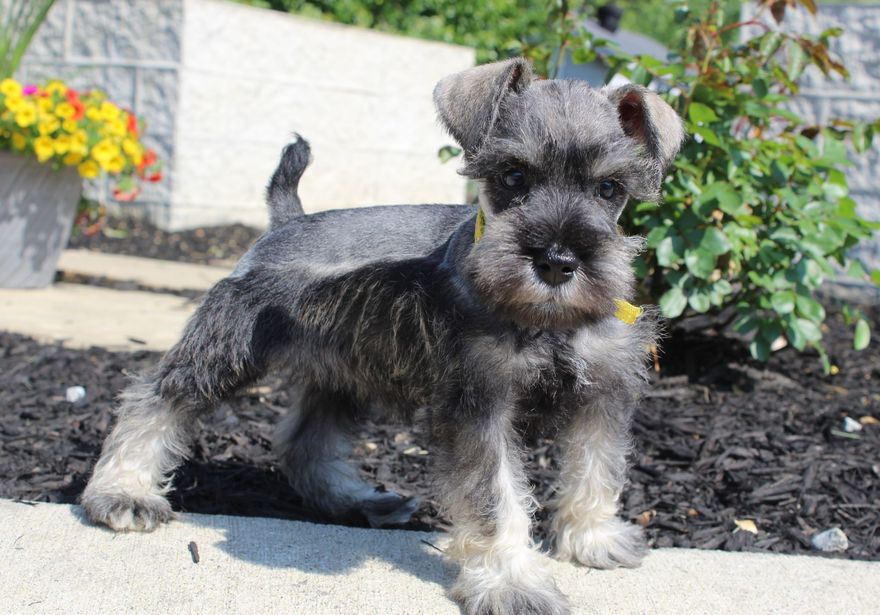 A small black and gray puppy with a red bow, being petted by a hand near a Christmas tree.