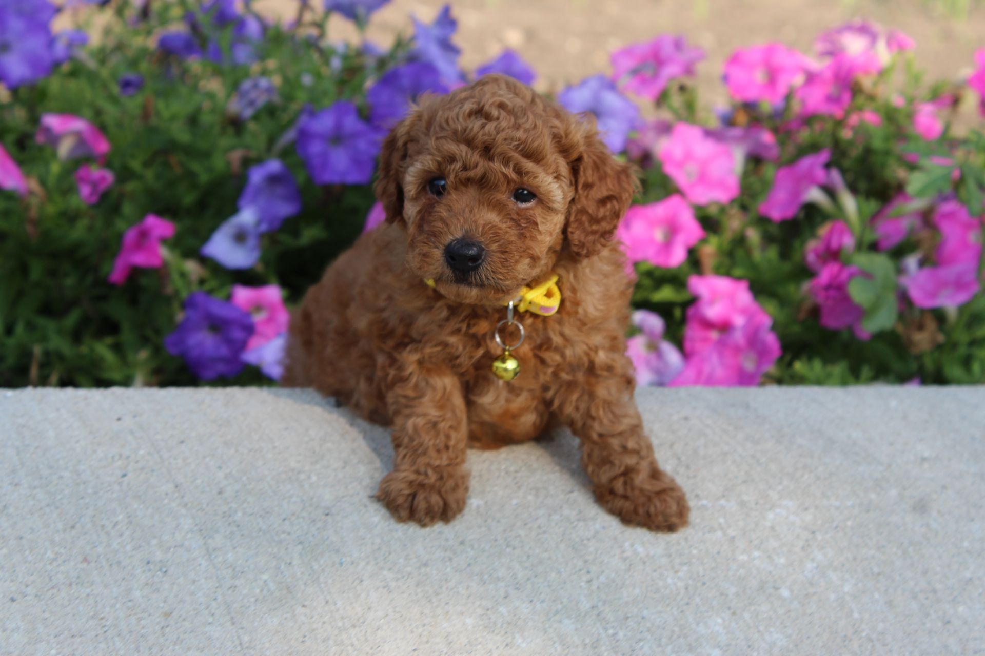 Brown puppy with a yellow collar sitting on a stone ledge in front of purple flowers