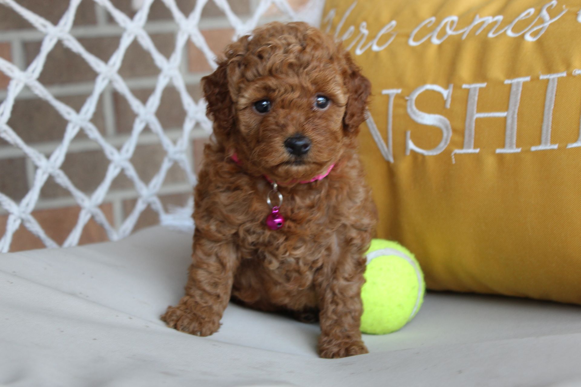 Tiny brown puppy with a pink collar sitting on a white bed beside a tennis ball