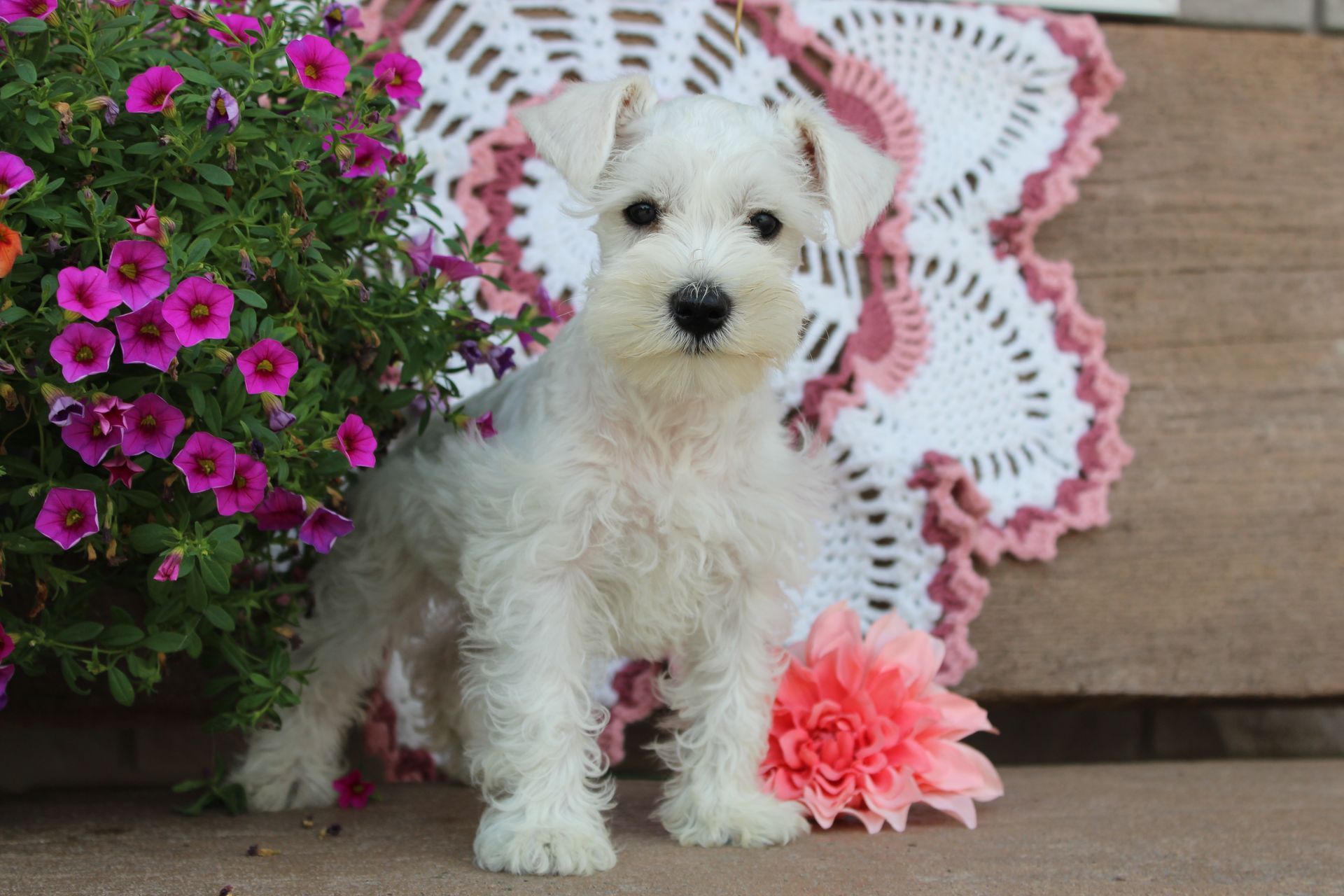 White fluffy puppy sitting by pink flowers and a lace doily backdrop on a wooden floor