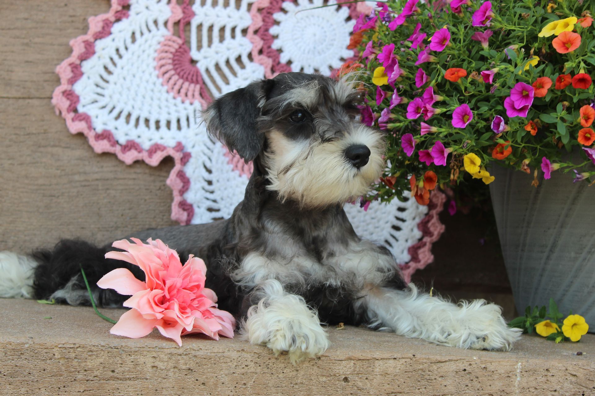 Small black-and-white puppy resting beside pink flowers and lace doilies