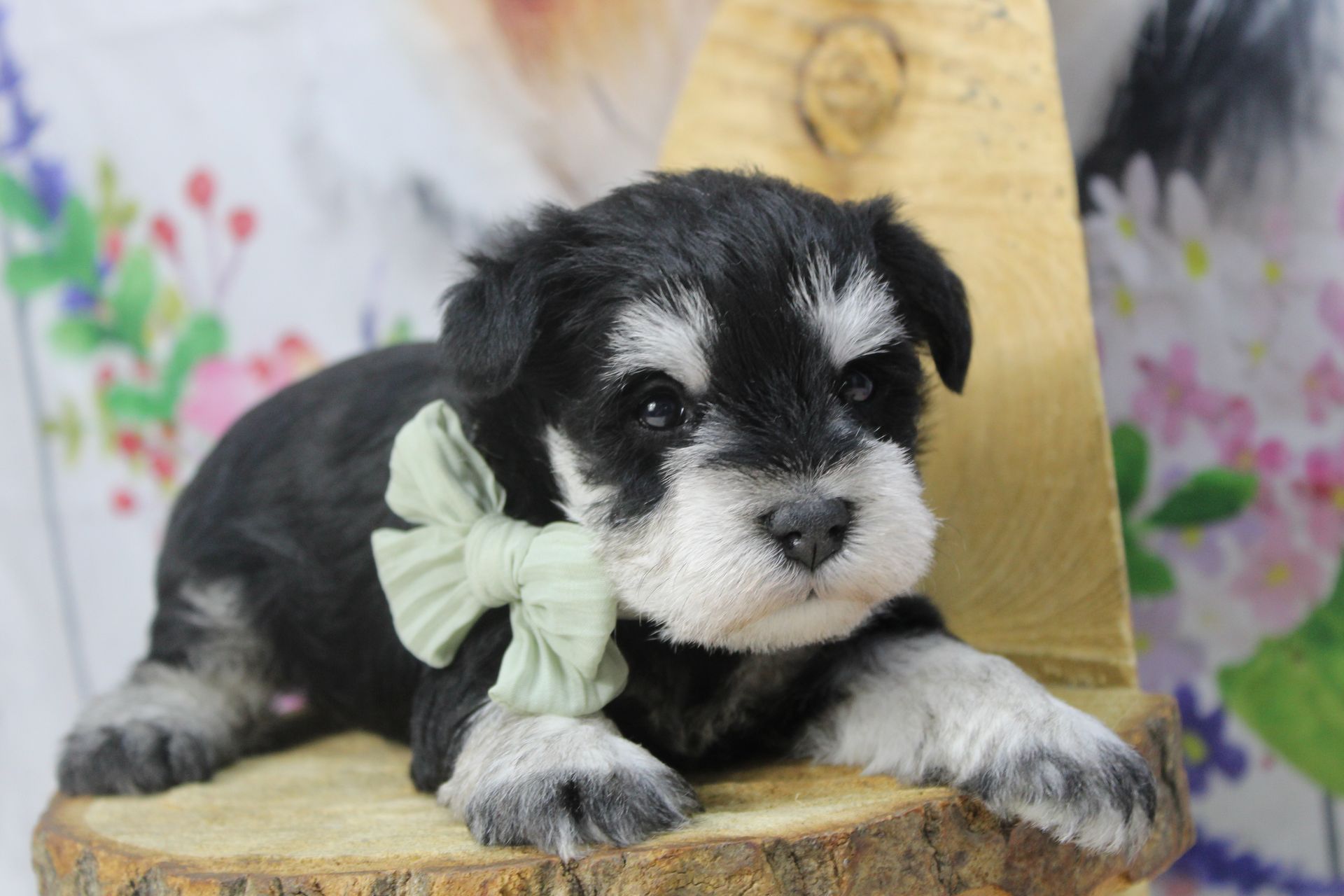 Small, tan puppy with curly fur sitting in green grass. Purple and green plants in background.