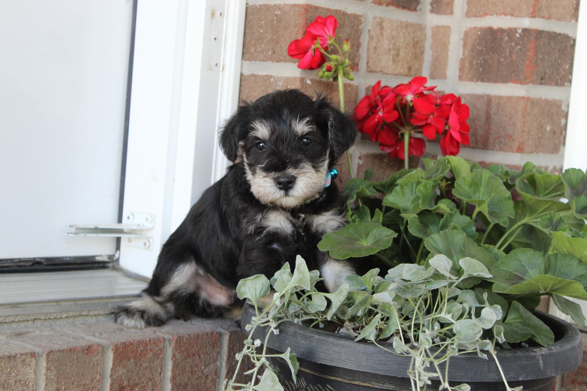 Black-and-white puppy sitting on a brick step beside red flowers in a pot