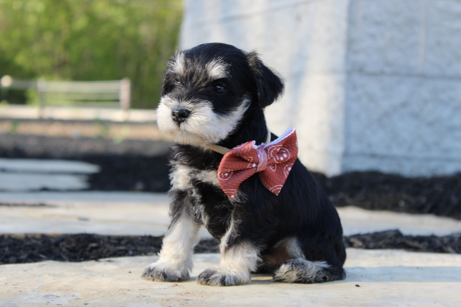 Small black-and-white puppy wearing a pink bow, sitting outdoors on a paved surface.