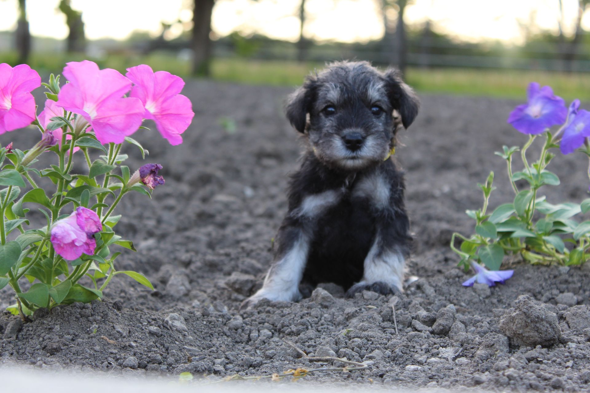 Black-and-white puppy sitting in dirt between pink and purple flowers outdoors.