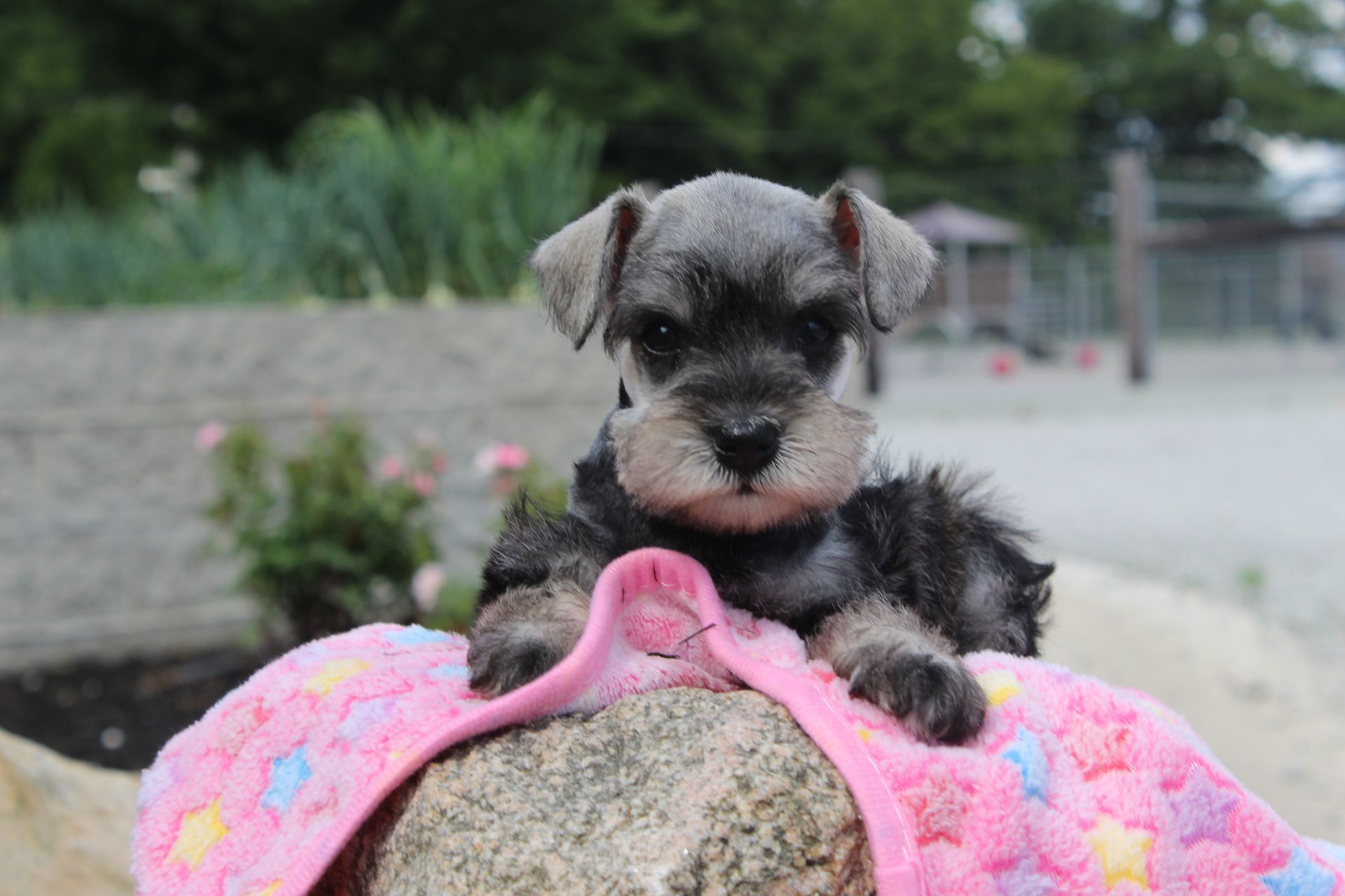 Small gray-and-black puppy resting on a pink blanket outdoors