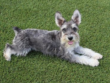 Schnauzer dog with gray and tan fur standing on a gravel path with fallen leaves.