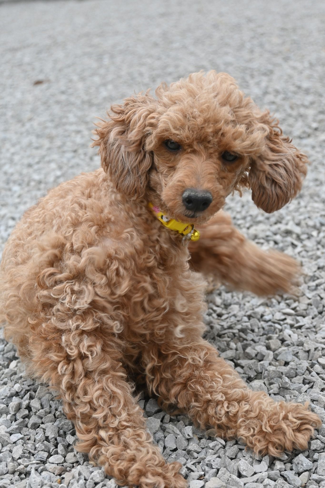 A light brown curly-haired puppy with a yellow collar sitting on a gravel surface.