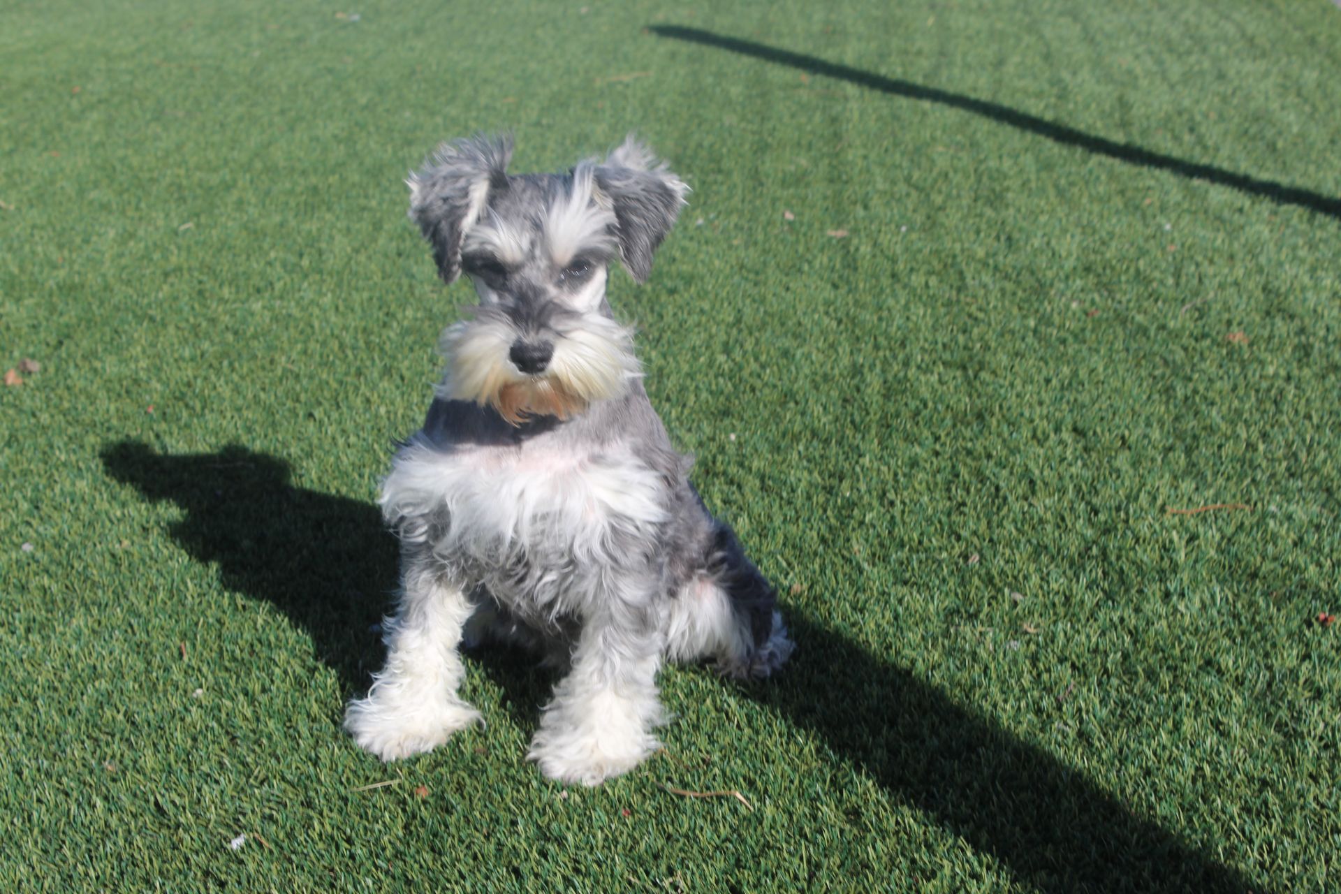 A salt and pepper miniature schnauzer sits attentively on a sunny green lawn in front of a chain-link fence.