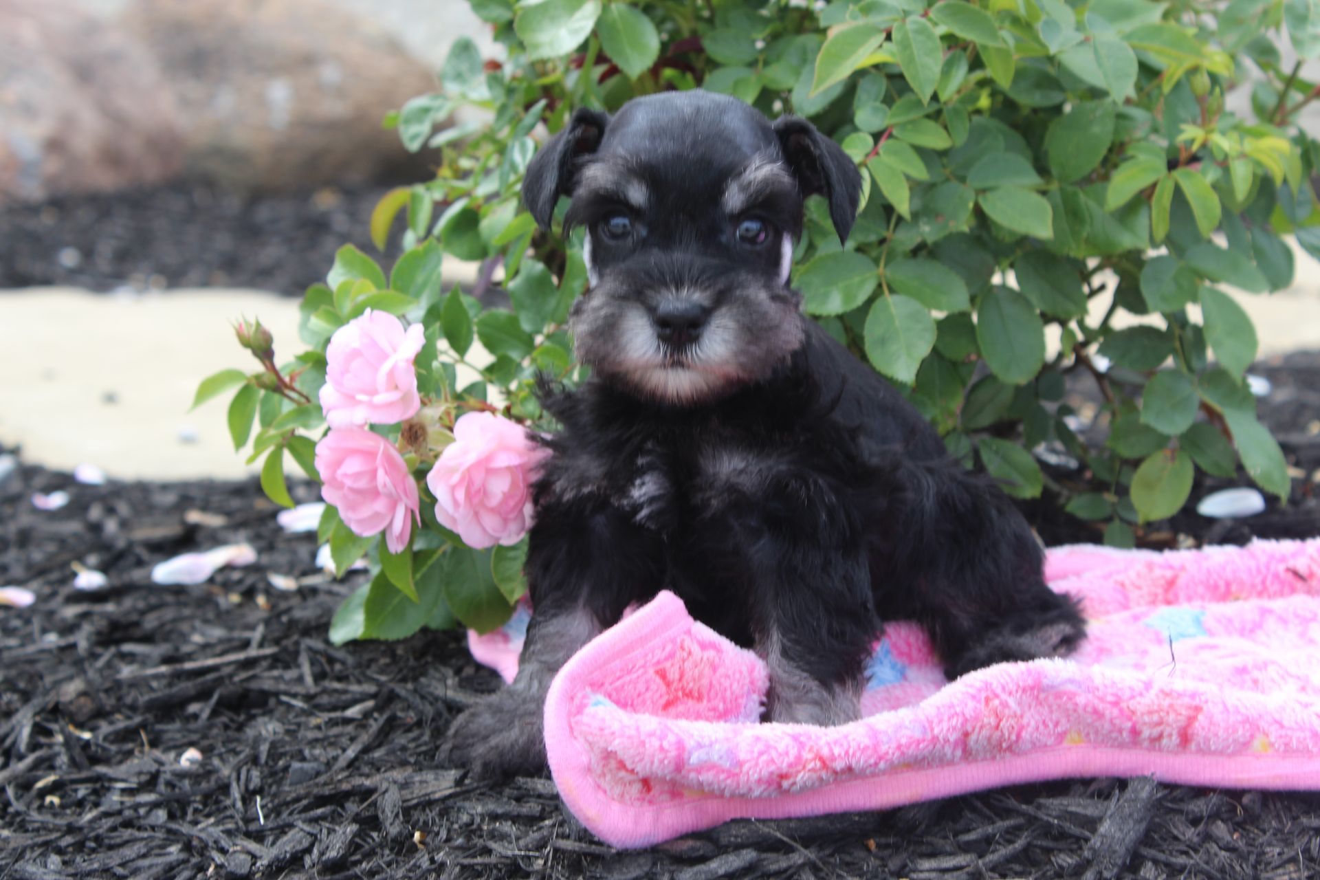 Small black puppy sitting on mulch beside pink roses and a pink blanket outdoors