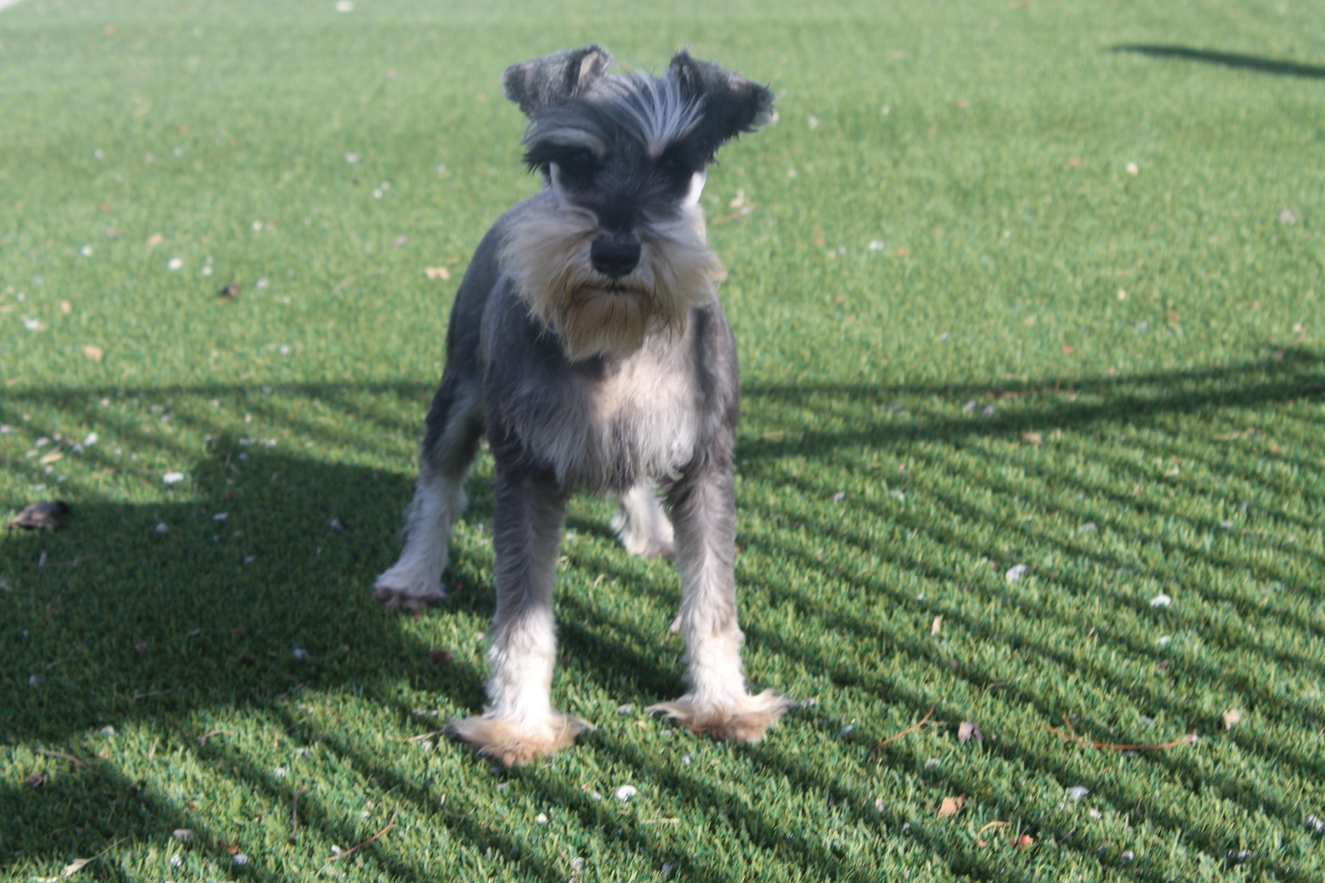 A salt and pepper miniature schnauzer stands alert on bright green grass, partially shaded by a fence shadow.