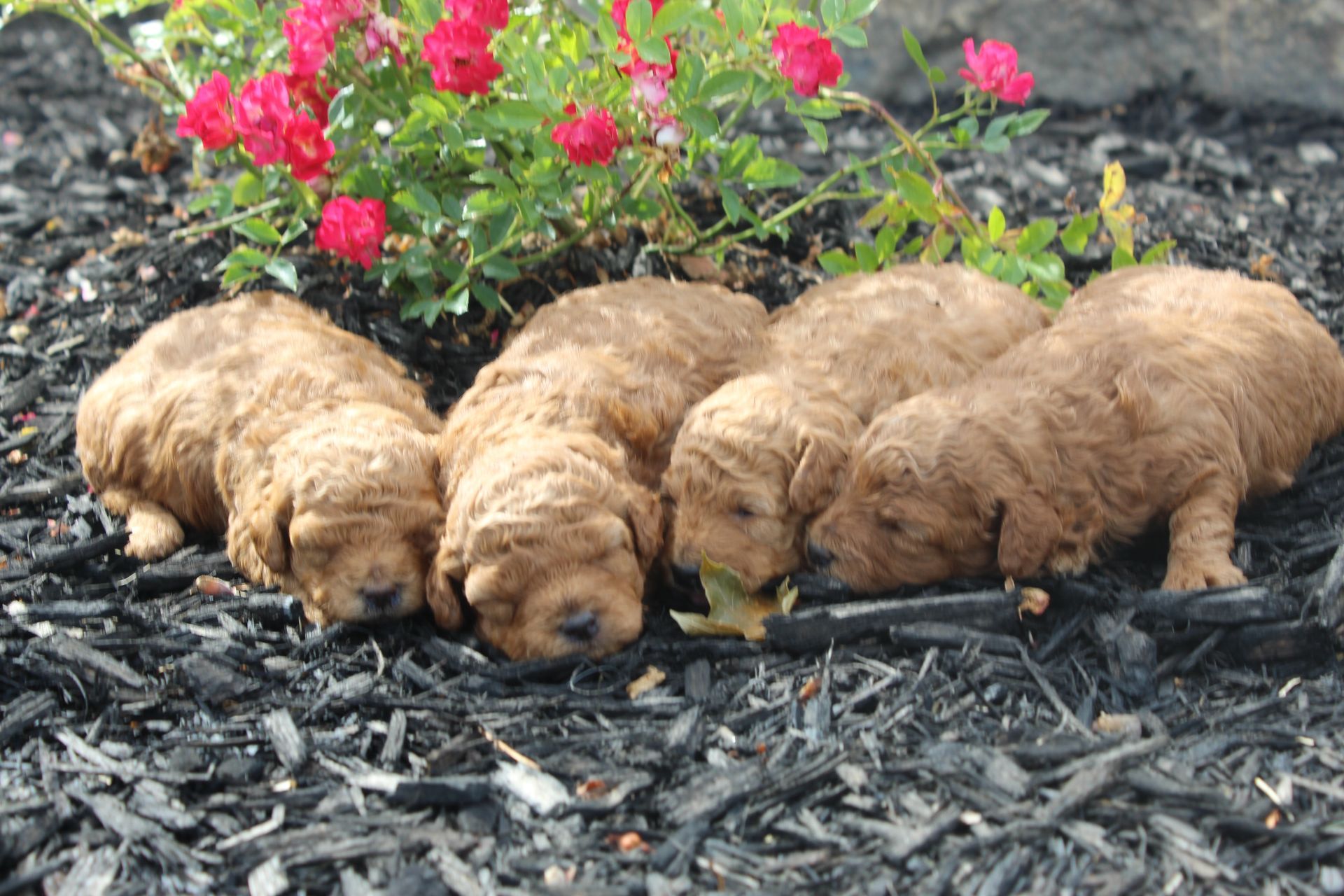 Four small tan puppies huddled in black mulch beside pink flowers