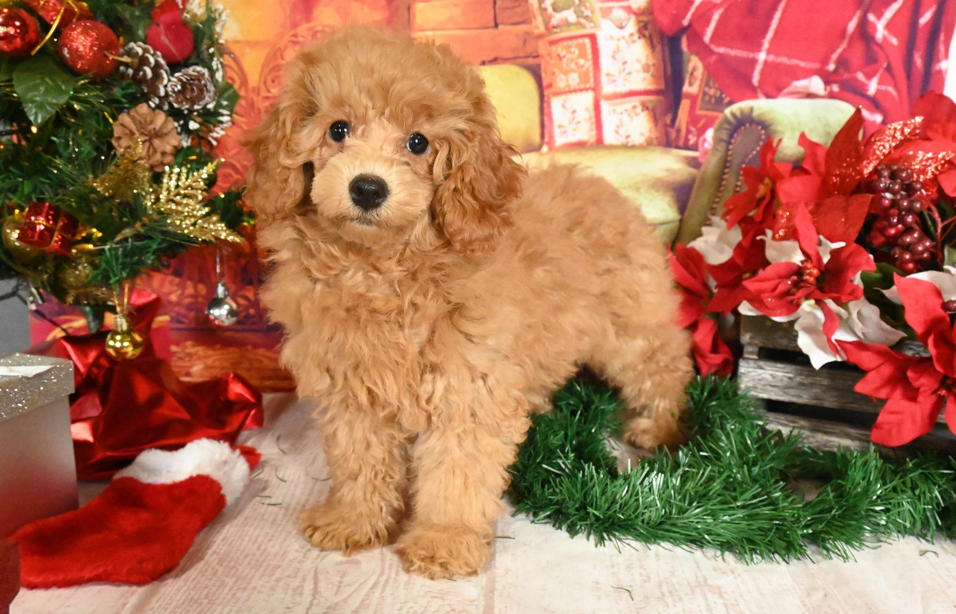 A fluffy, light brown puppy stands centered in front of a festive backdrop with a Christmas tree and red poinsettias.