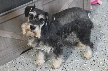 Gray and white Miniature Schnauzer dog standing indoors with light-colored flooring.