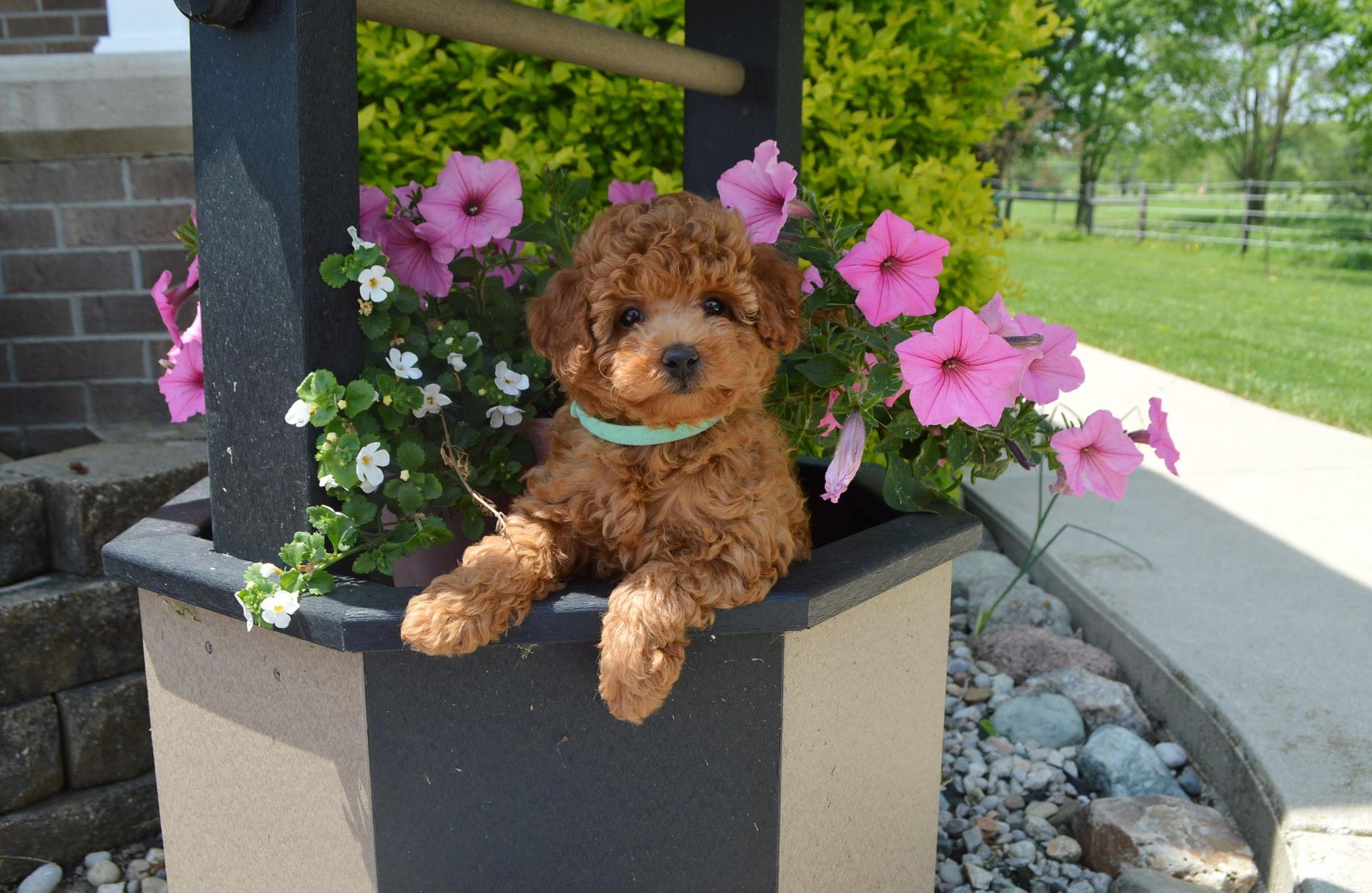 A brown curly-haired puppy with a light green collar sits inside a decorative wooden garden well surrounded by pink flowers.