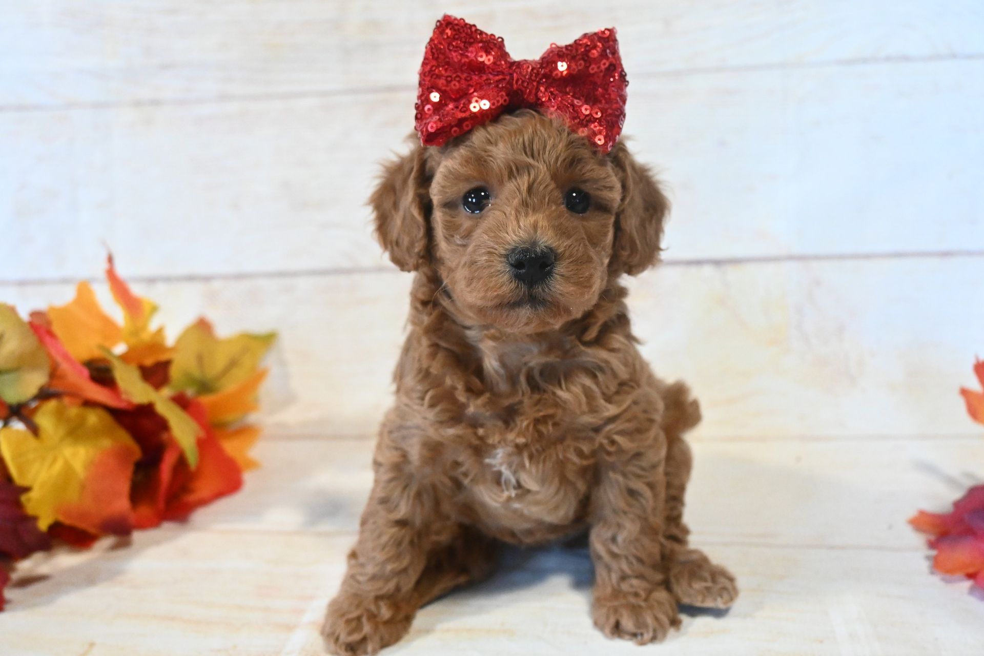 Brown puppy with a red bow sitting on a white backdrop, flanked by autumn leaves