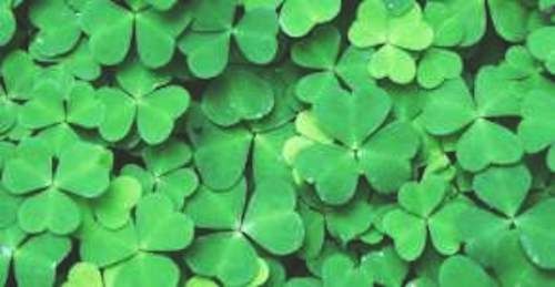Clover