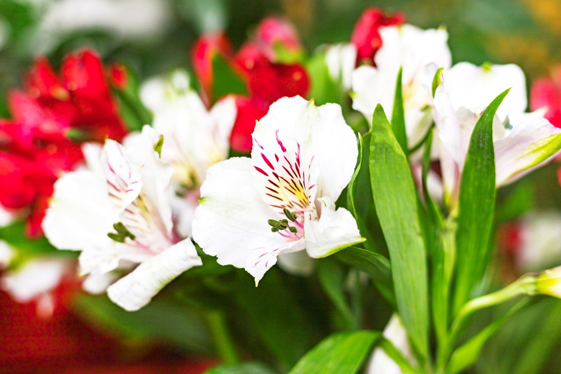White and Red Flowers — Griffith, NSW — Griffith & District Funerals