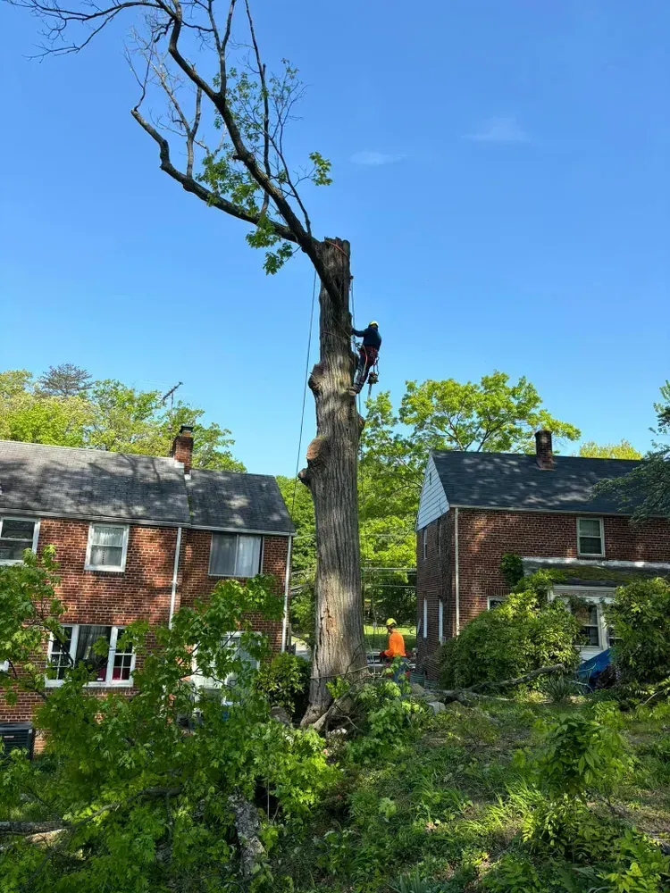 Tall broken tree in front of brick houses under a bright blue sky
