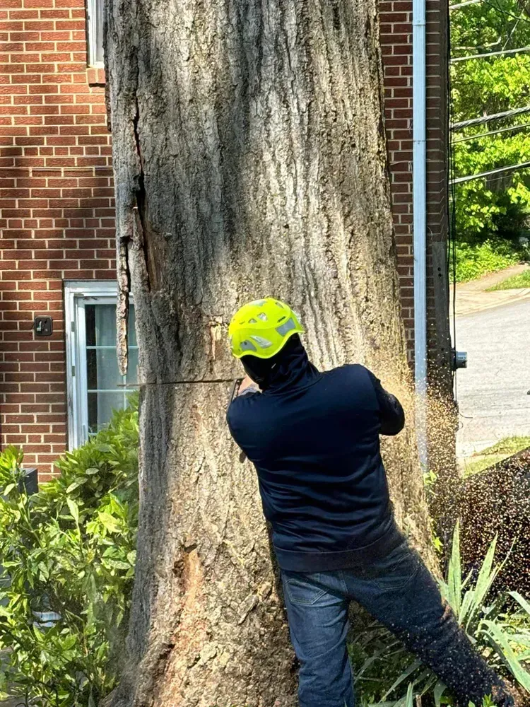 Person in neon yellow helmet bracing against a large tree beside a brick building.