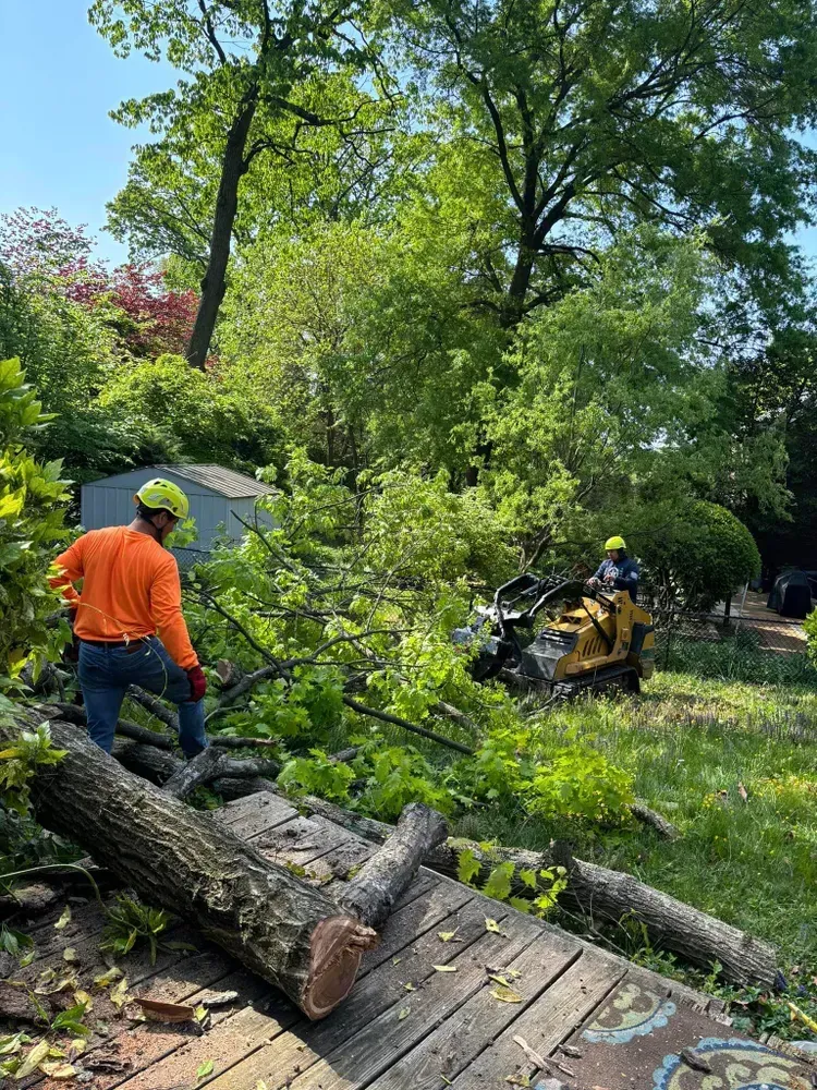 Worker in orange clears fallen tree branches from a wooded yard with a wood chipper nearby.
