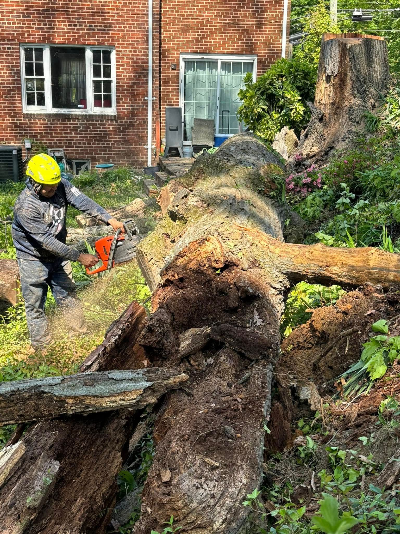 Worker in yellow helmet cutting a fallen tree trunk beside a brick house after storm damage