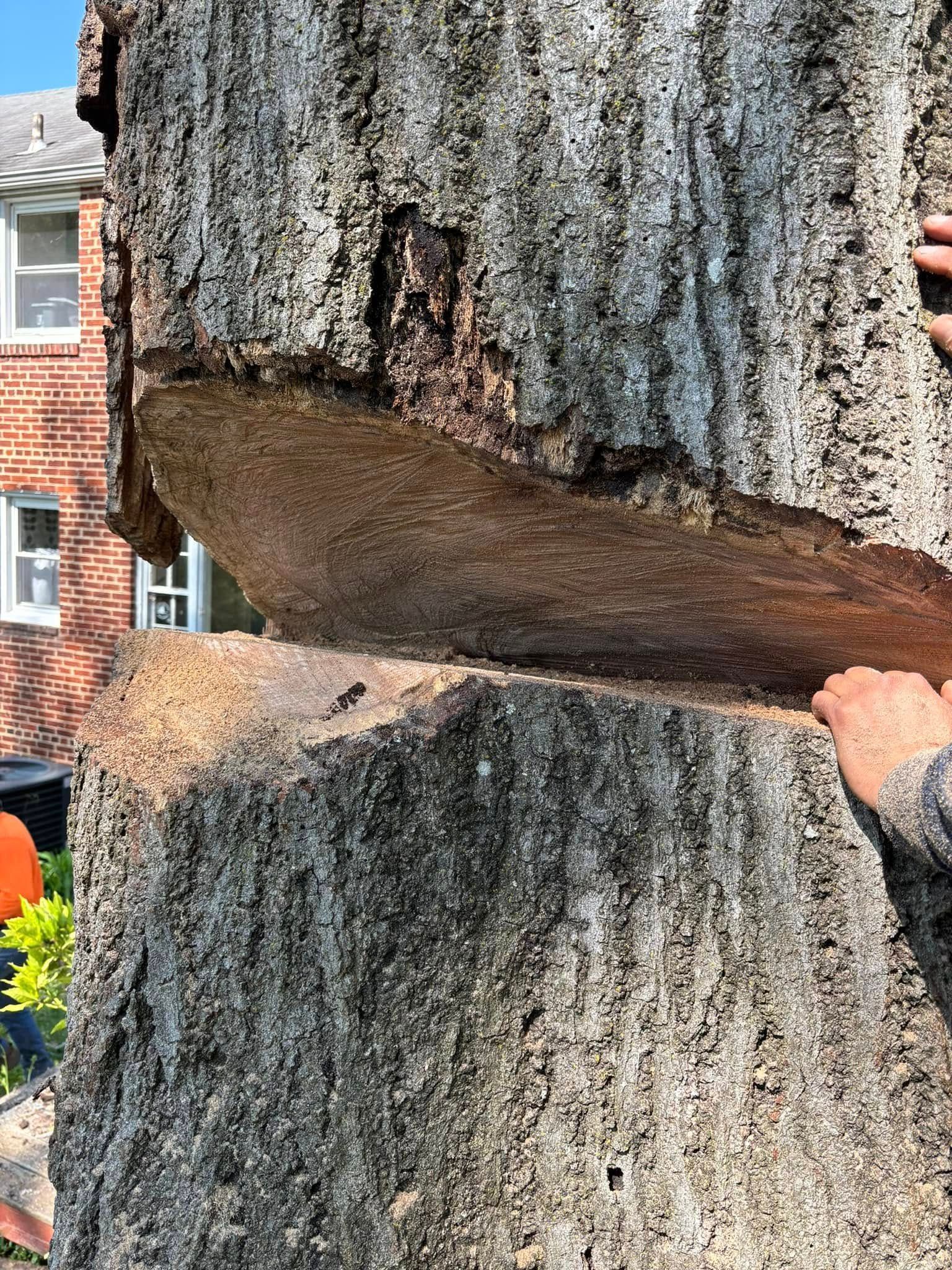 Close-up of a cracked tree trunk with a large wedge-shaped cut revealing the wood inside.