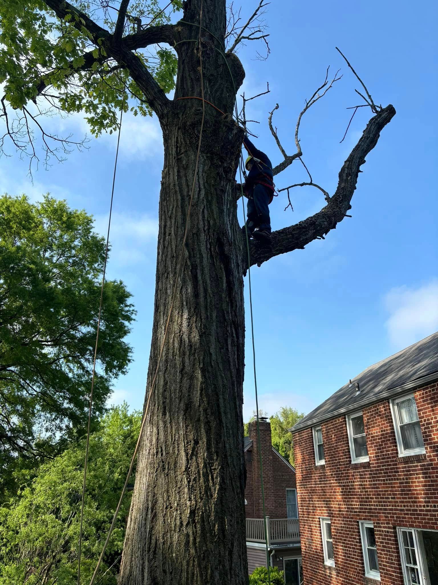 Large tree trunk with a worker climbing it beside a brick building on a sunny day