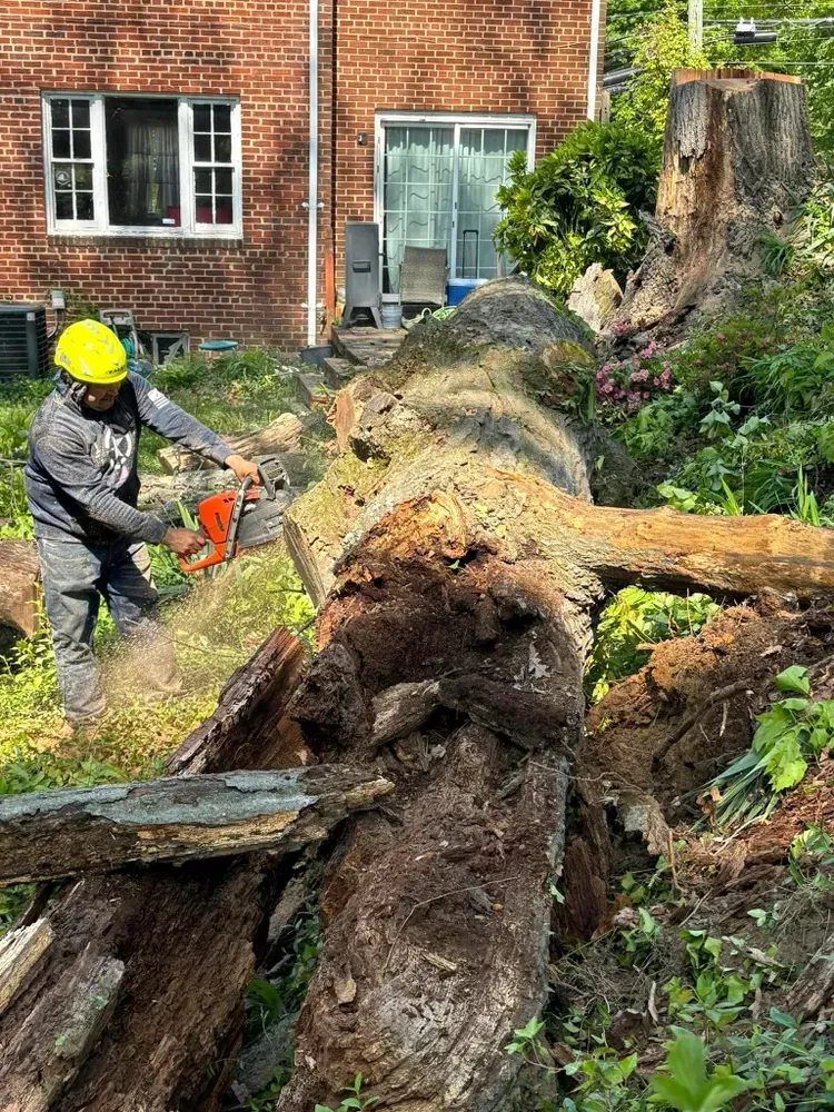 Worker in yellow helmet cutting a fallen tree trunk near a brick house with a chainsaw