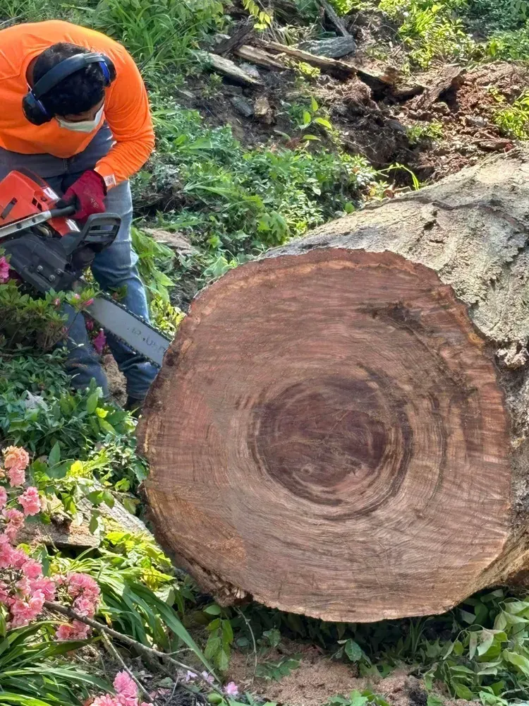Worker in orange jacket chainsaws a large fallen tree trunk on a forest slope.