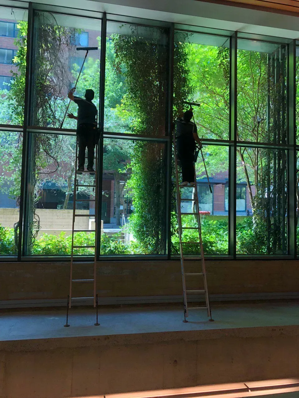 Two people cleaning large windows inside a building, using ladders and squeegees.